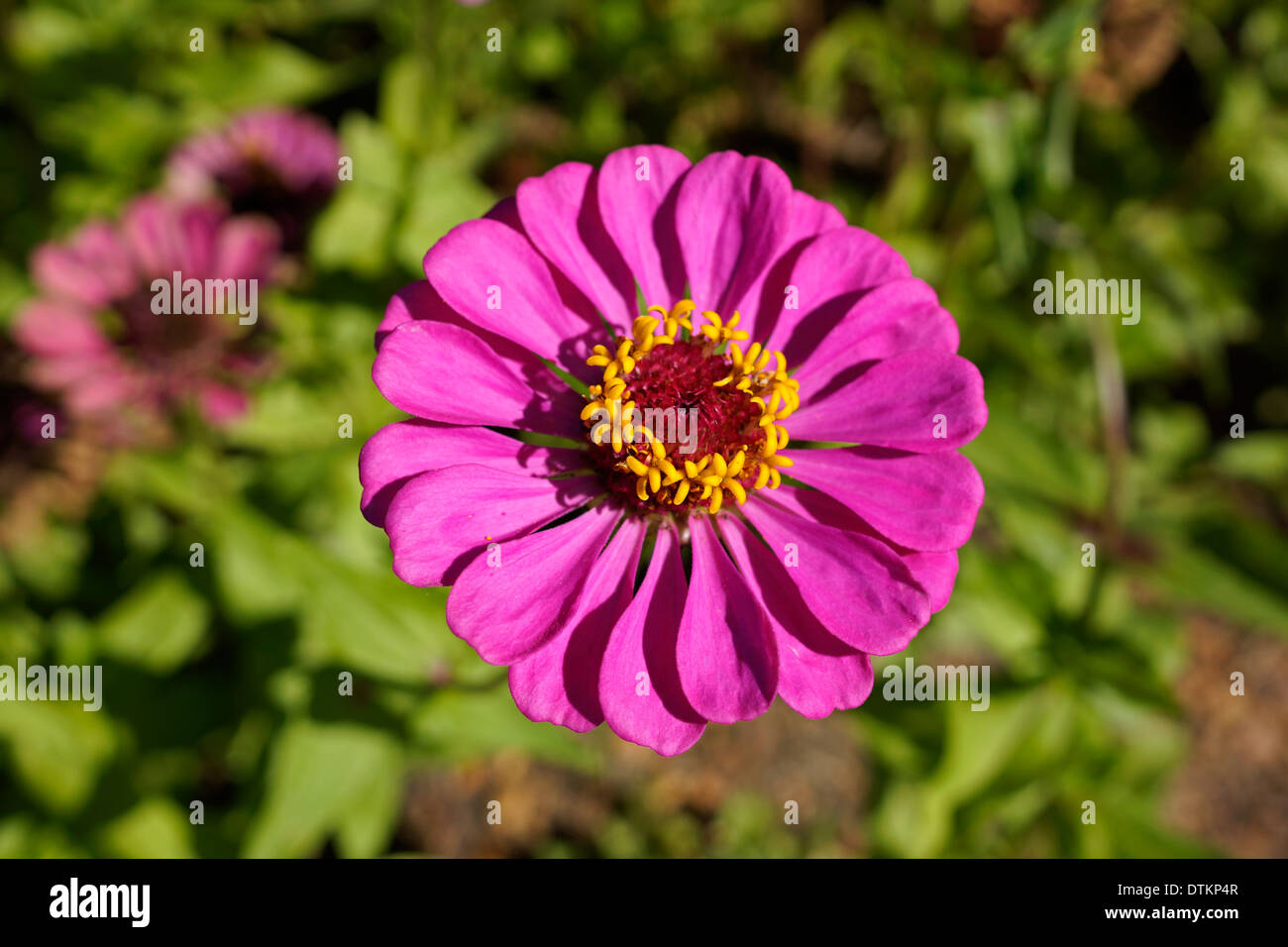 Zinnia flowers in the garden at Fairview Wine Estate in Paarl in the Cape Winelands. Stock Photo