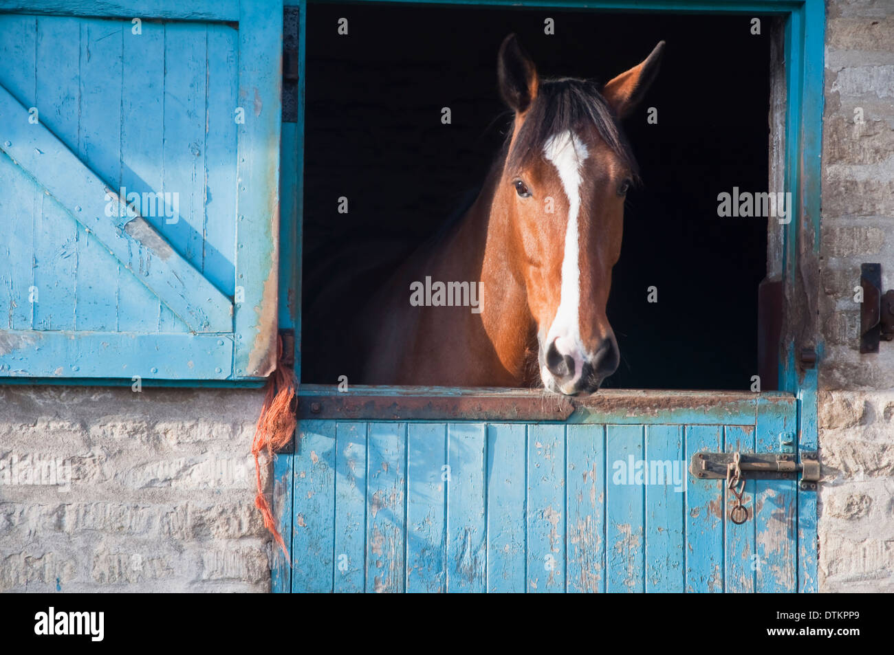 A fine chestnut horse with a white stripe / blaze looking out of a stable door. UK. Stock Photo