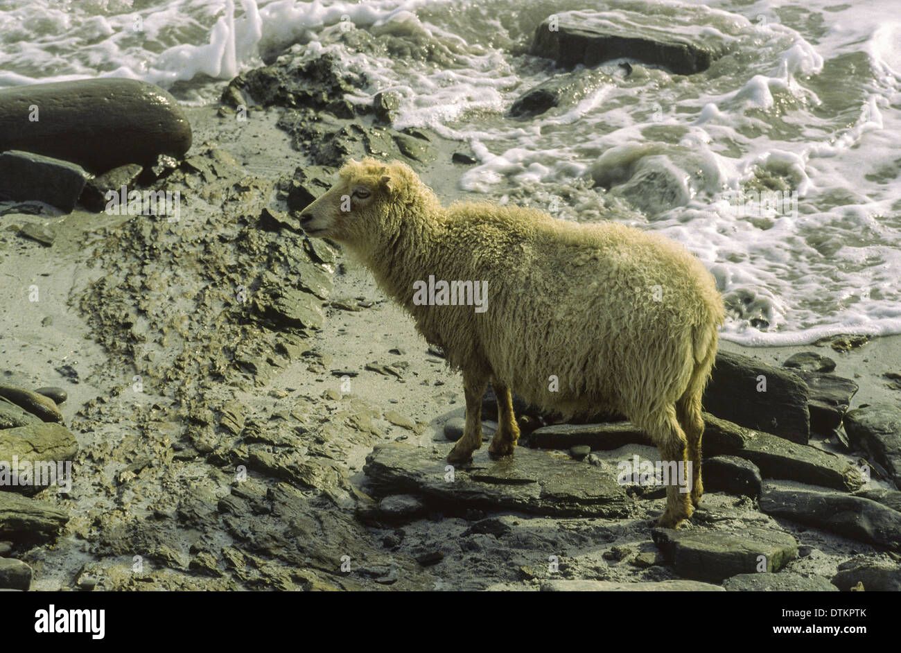 NORTH RONALDSAY SHEEP ON AN ORKNEY BEACH LOOKING FOR SEAWEED TO EAT Stock Photo