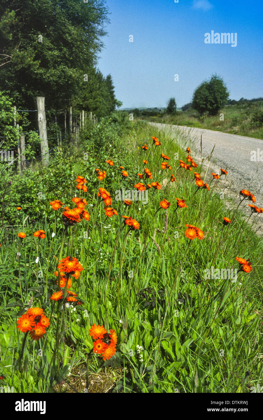 ROADSIDE FOX AND CUBS FLOWERS [ Pilosella aurantiaca]  AND PLANTS IN SUTHERLAND SCOTLAND Stock Photo