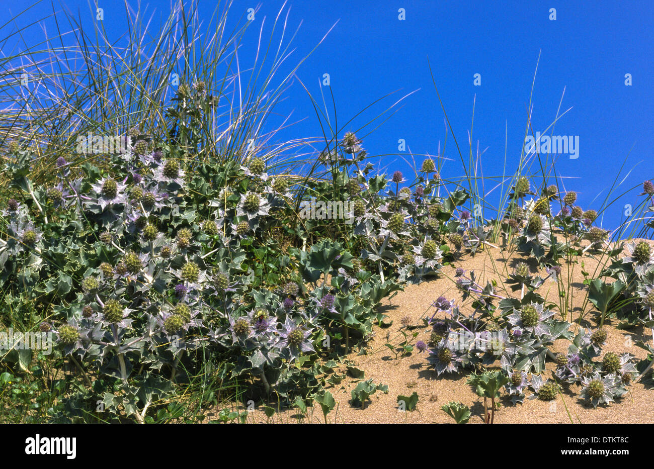 SEA HOLLY [ Eryngium maritimum ]  GROWING ON A SAND DUNE IN WALES Stock Photo