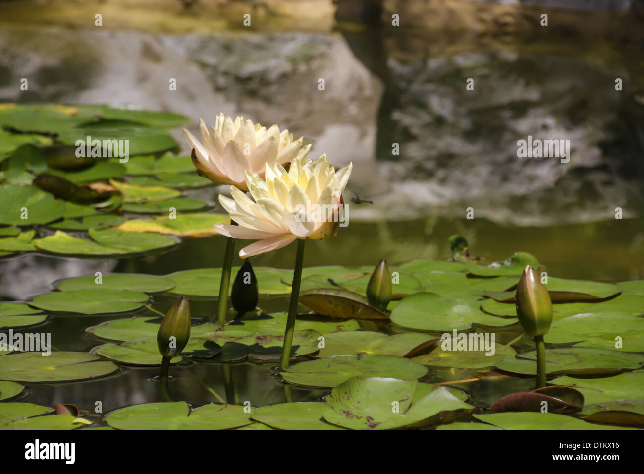 Seerose Stock Photos Amp Seerose Stock Images Alamy