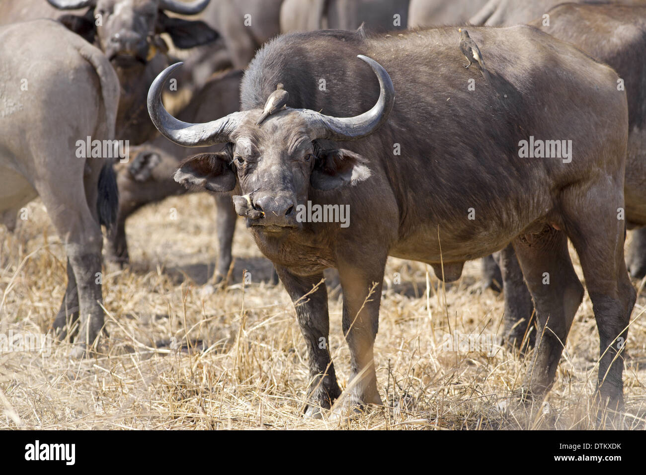Wild African Buffalo Stock Photo - Alamy