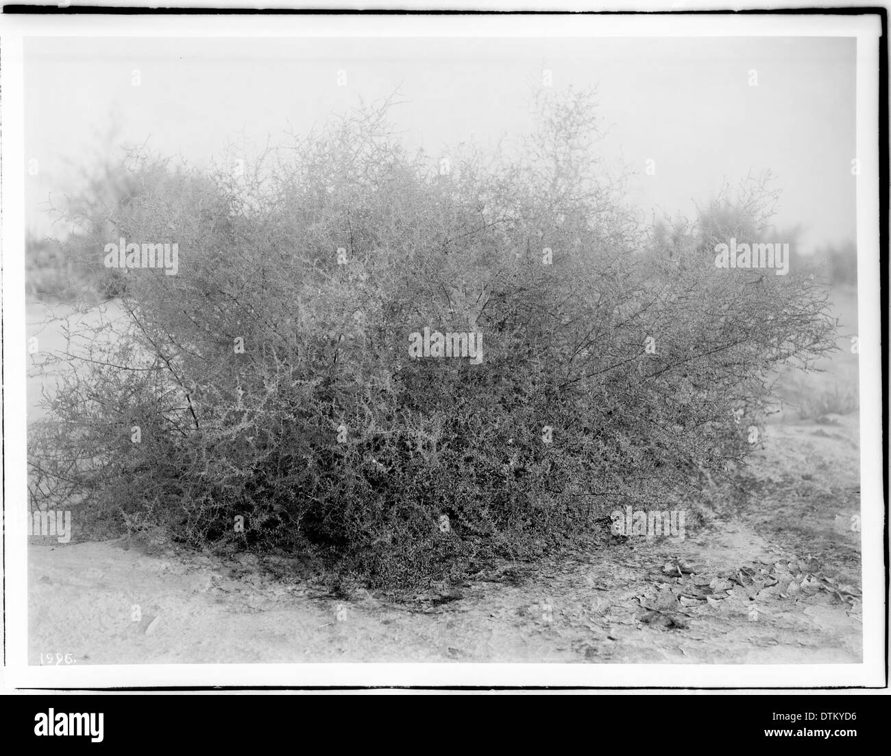 Russian thistle (Salsola Kali), or Ink weed, growing in the Colorado Desert, Imperial Valley, California, ca.1910 Stock Photo