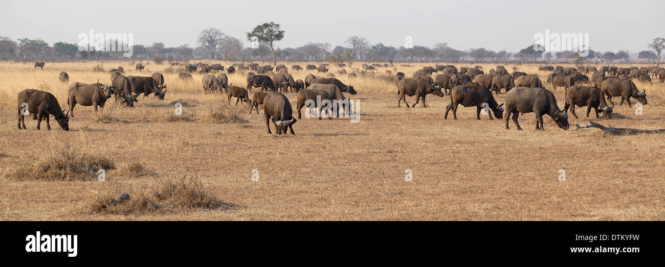 Wild African Buffalo Stock Photo - Alamy
