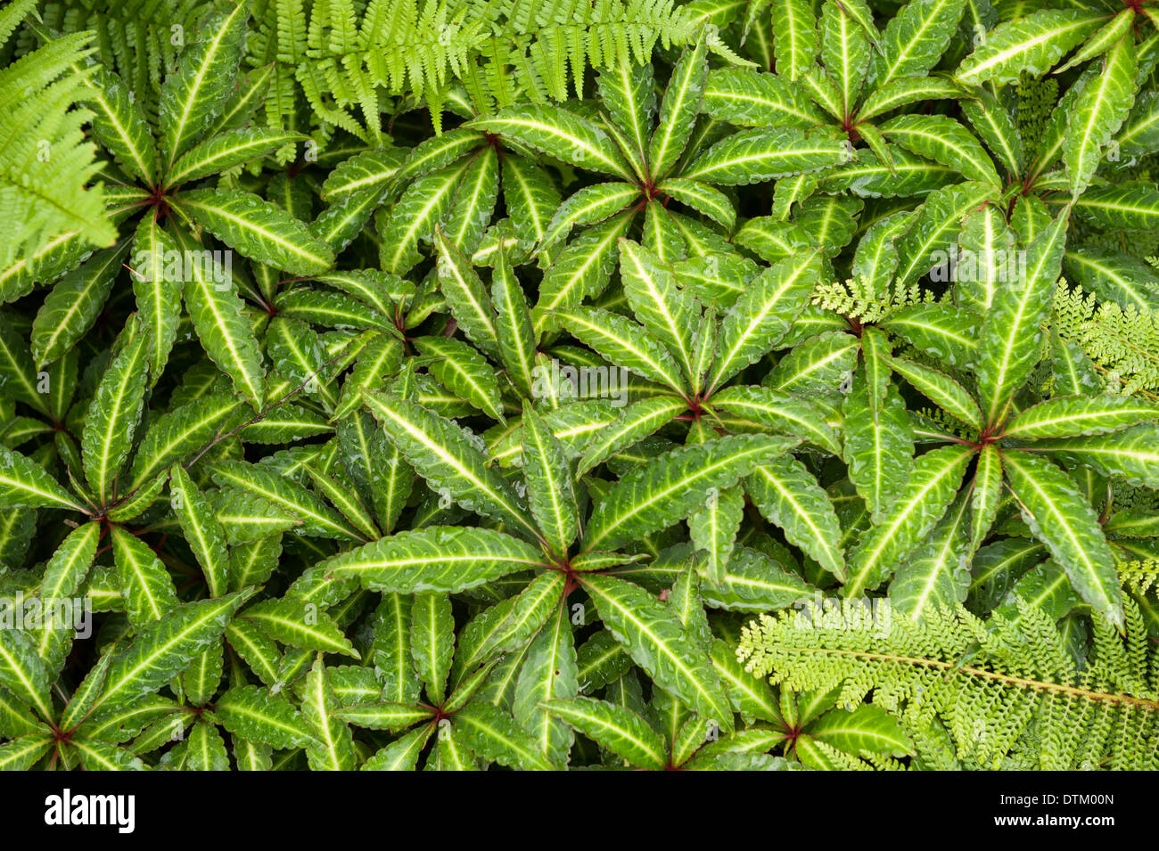 Lush green garden foliage soft hi-res stock photography and images - Alamy