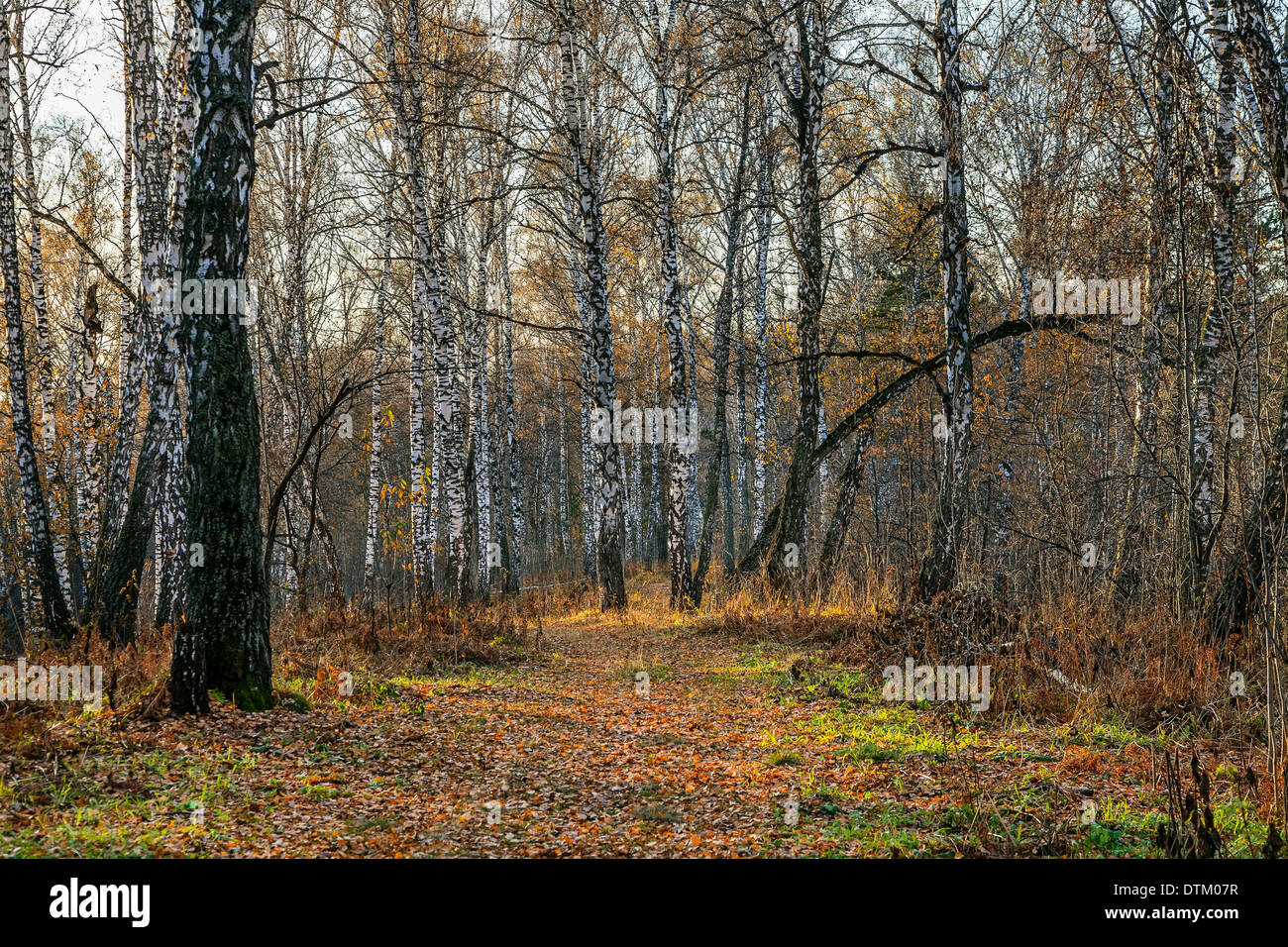 Birch forest russia hi-res stock photography and images - Alamy