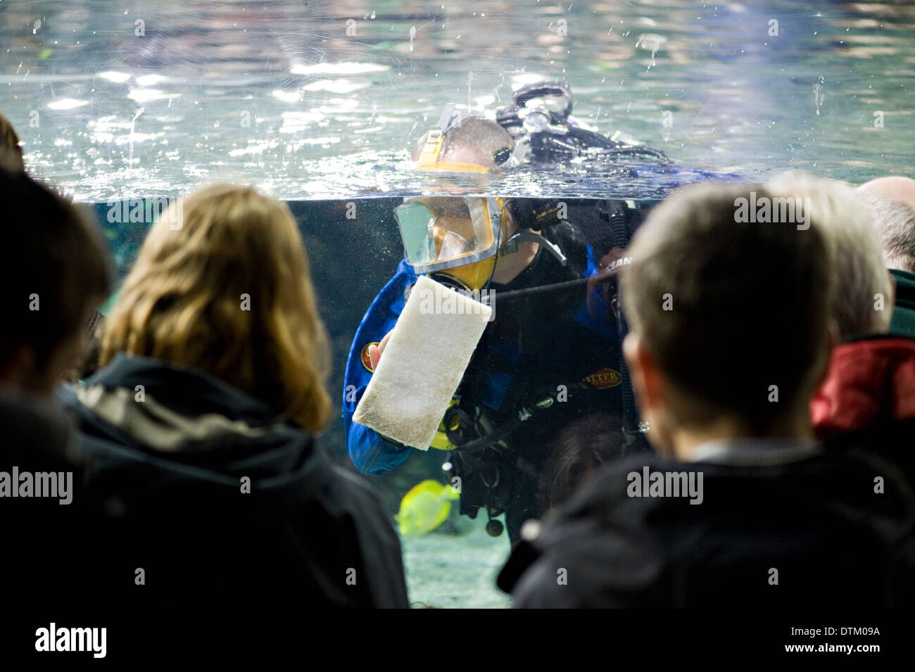 A Scuba Diver cleaning an aquarium tank in front of spectators Stock
