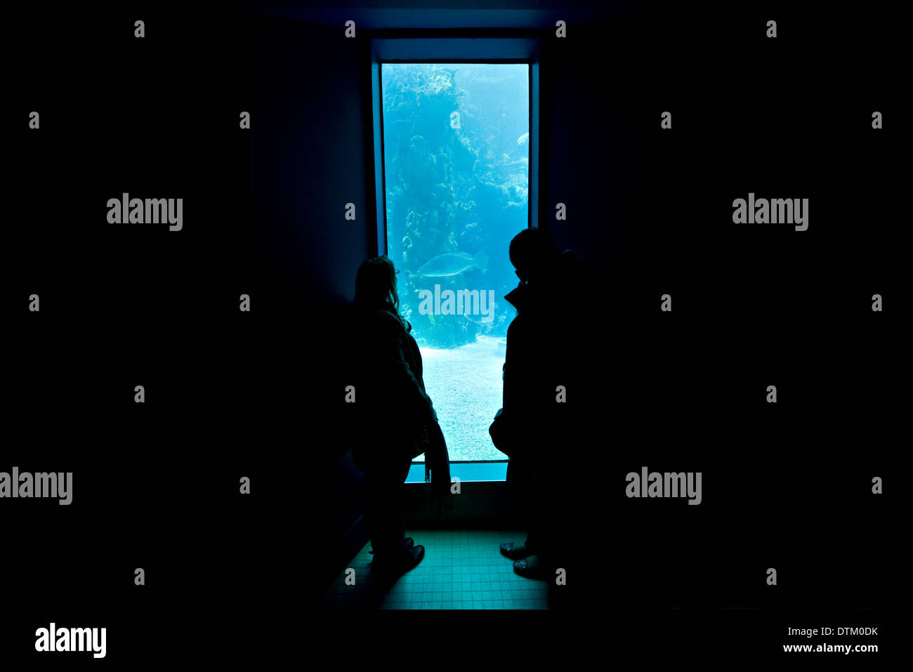 Young people looking through the glass at an aquarium. Stock Photo