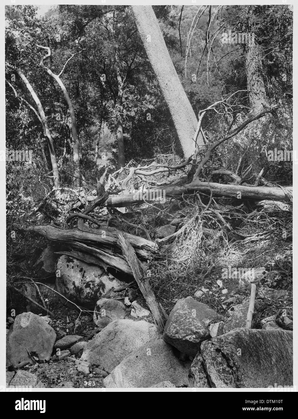 A photograph depicting the forested area of the Sierra Madre Mountains taken around 1900, showcasing the lush vegetation and mountainous terrain. Stock Photo