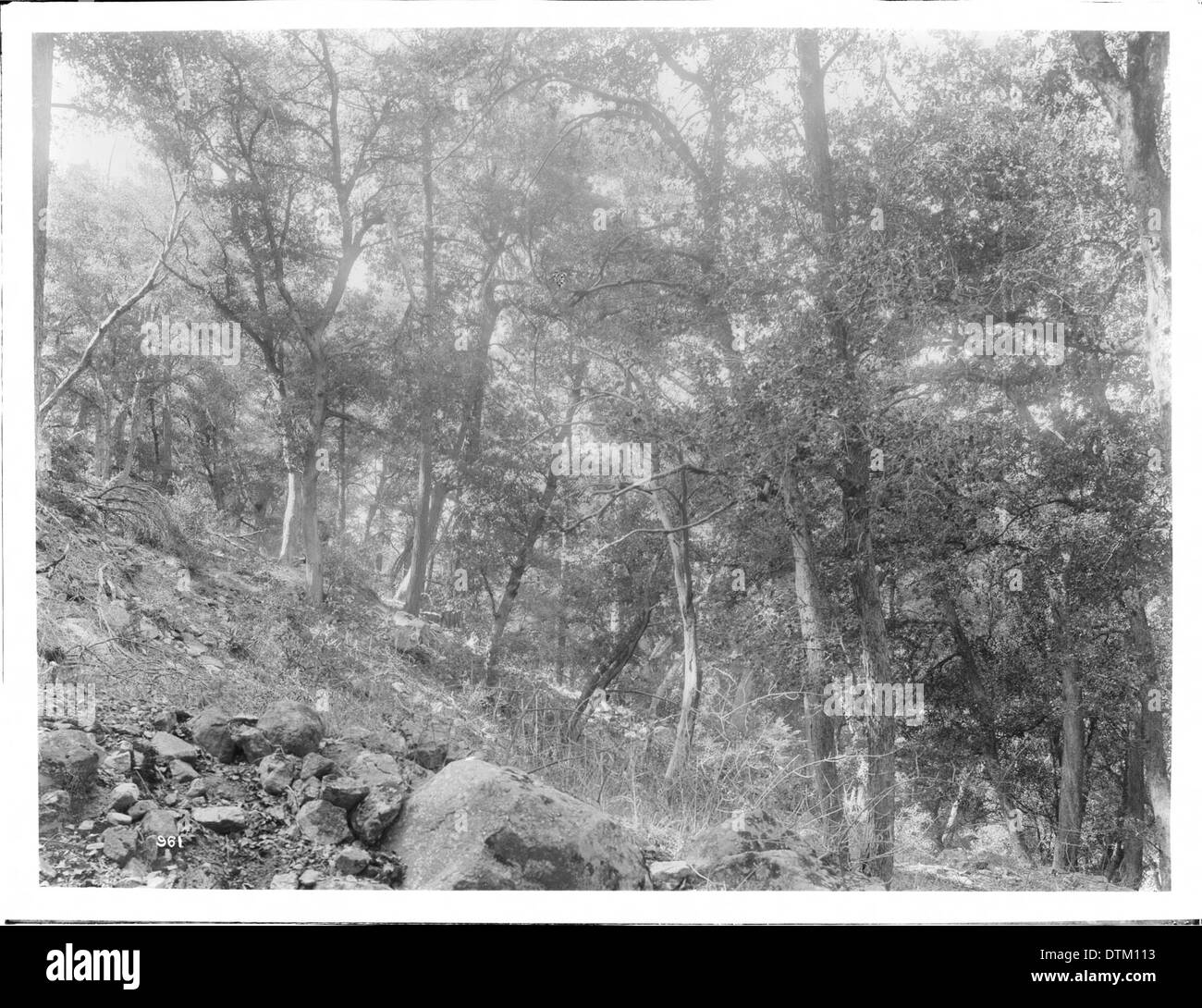 A forested slope in the Sierra Madre Mountains, captured around 1900, showcasing the natural landscape of this mountainous region. Stock Photo