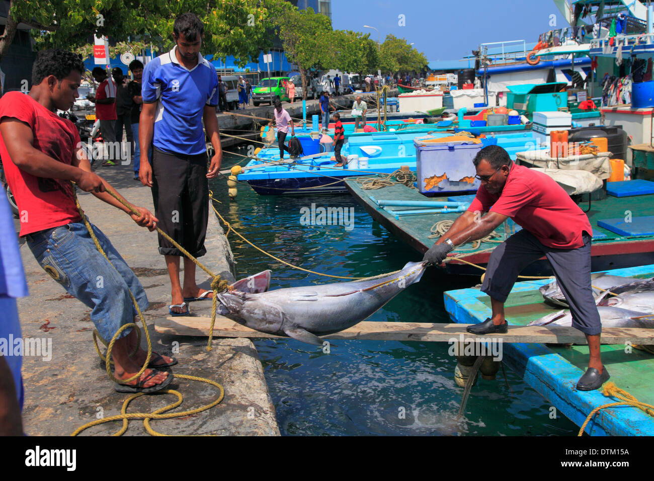 Maldives, Male, fishing harbour, fishermen unloading fish, Stock Photo