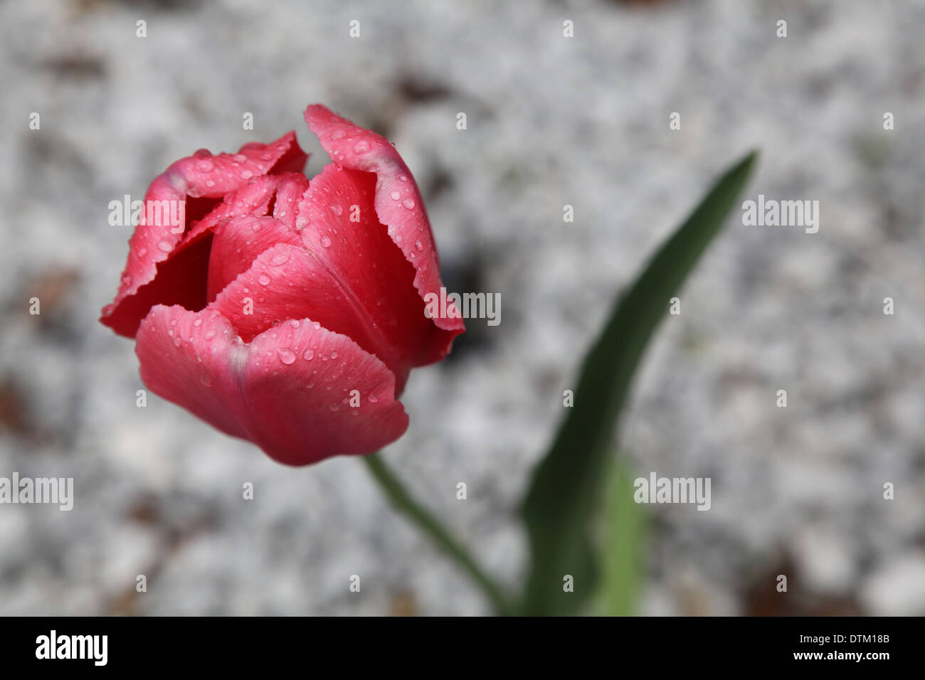 Tulip rain hi-res stock photography and images - Alamy