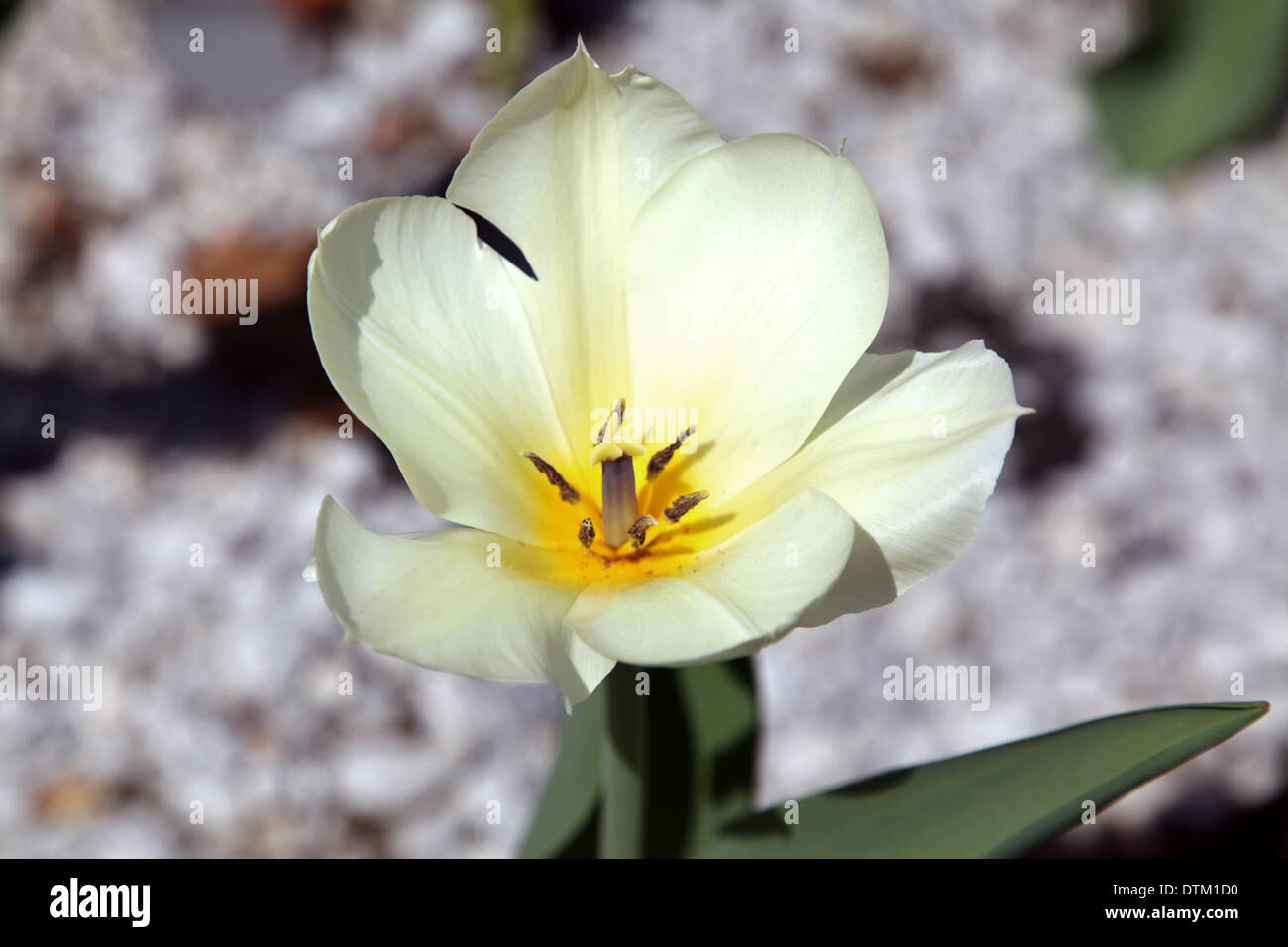 Up Close With An Open White Tulip Stock Photo - Alamy