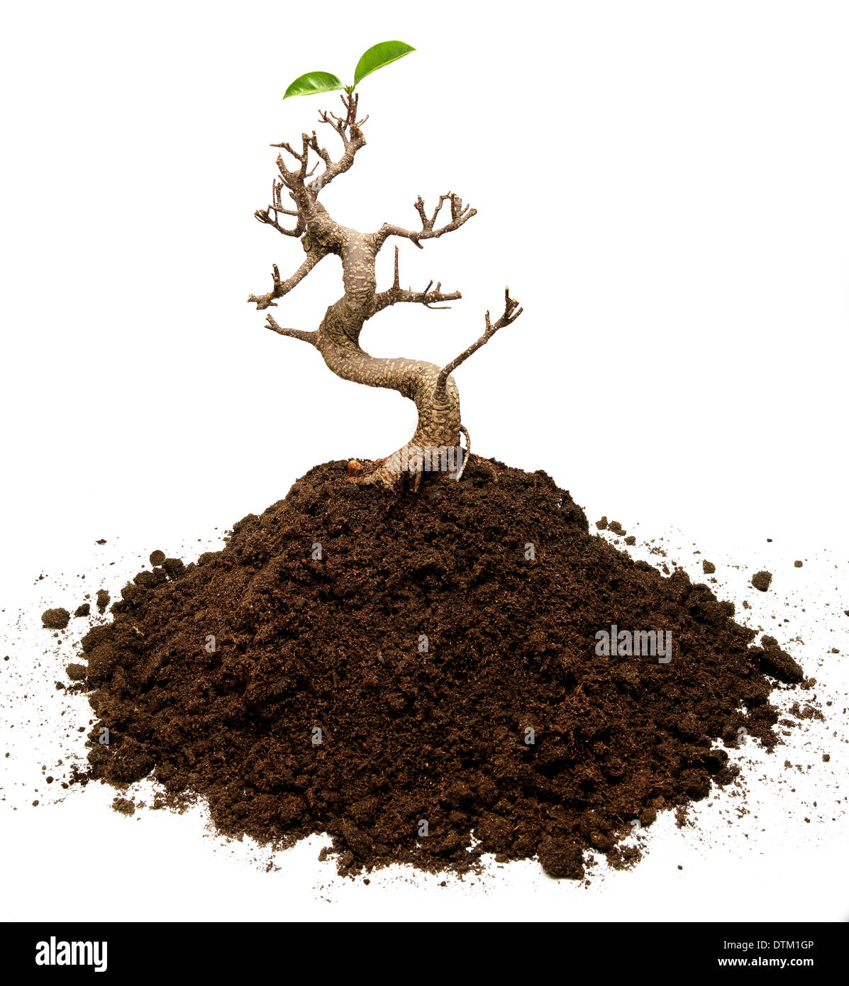 Bonsai tree on a ground with two leaves Stock Photo