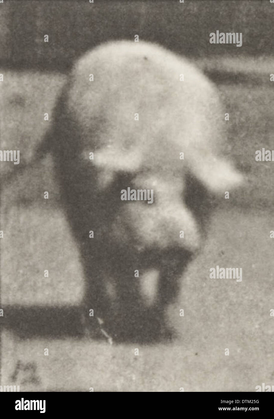 A photograph of a sow walking, likely taken in a farm or rural setting, highlighting the animal in motion. Stock Photo