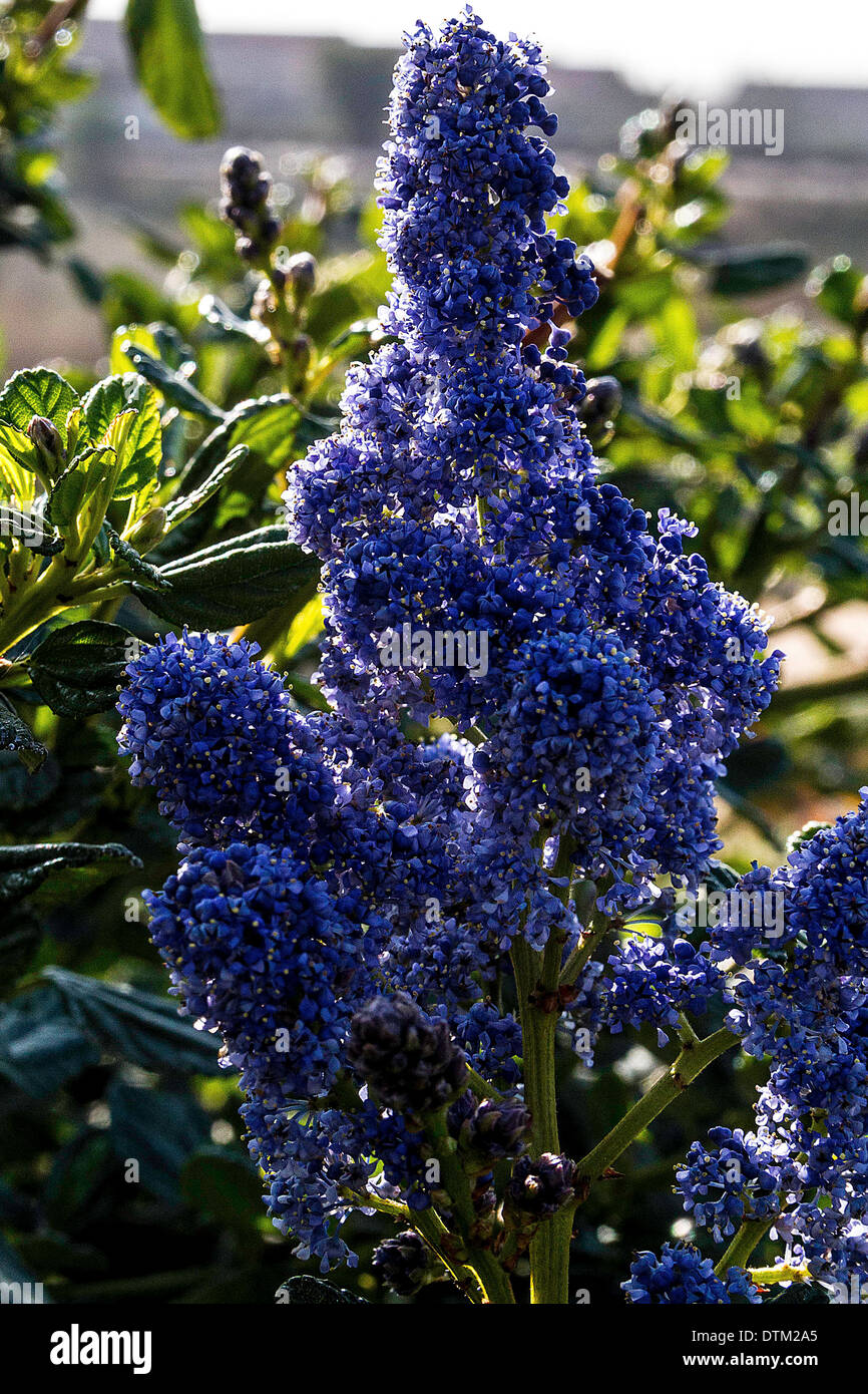 Ceanothus Concha or California Lilac a hearty drought and cold tolerant plant that prefers dry climates Stock Photo