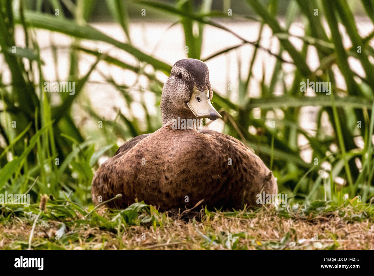 Female Mallard duck sat on ground next to lake Stock Photo