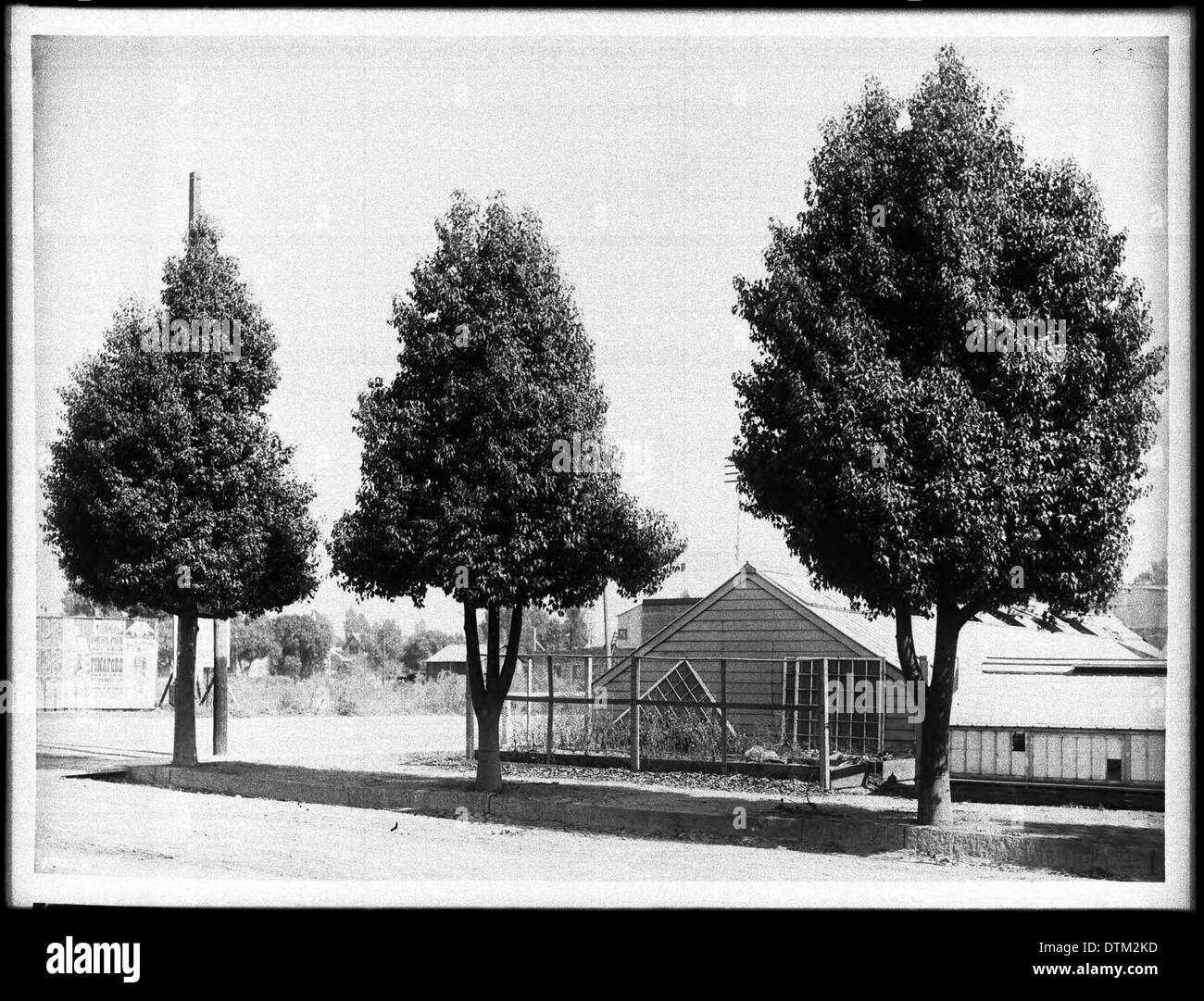 Sterculia diversiflora (bottle tree) on West Colorado, Pasadena, ca.1906 Stock Photo