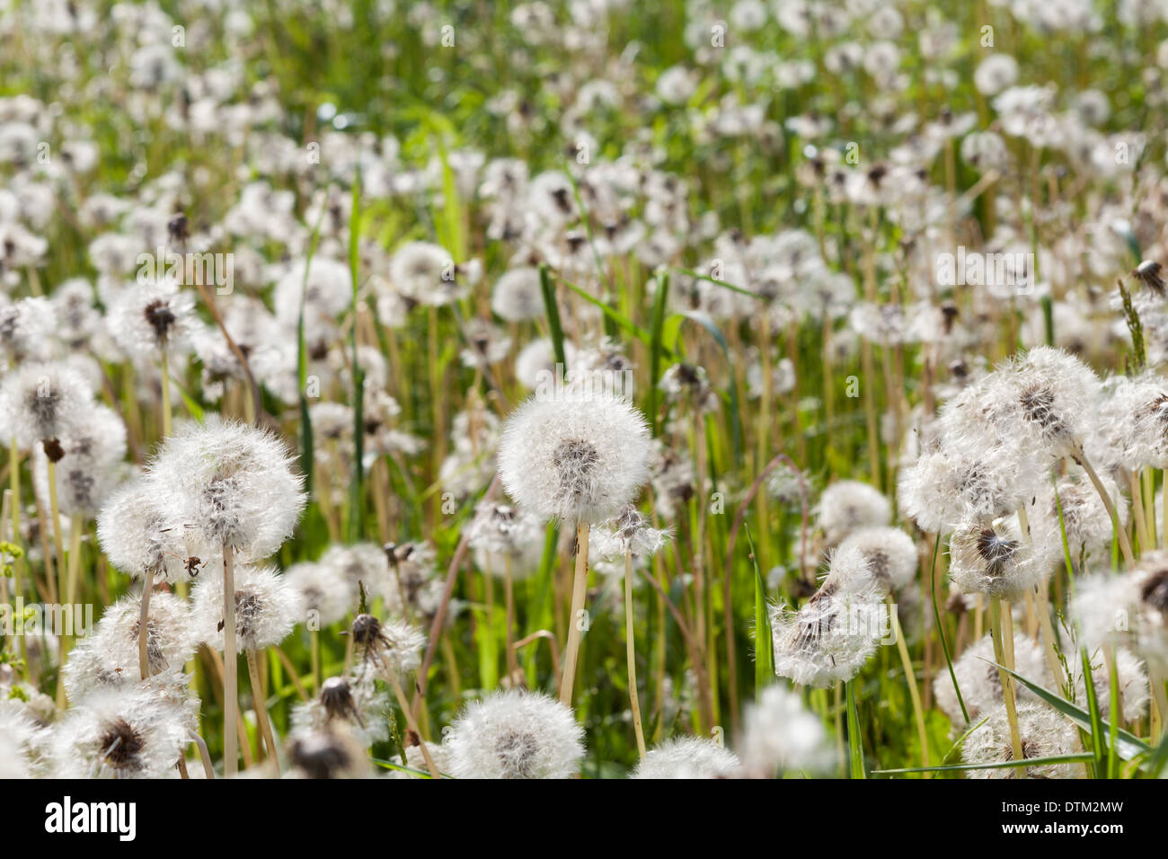 Dandelion puffs Stock Photo Alamy