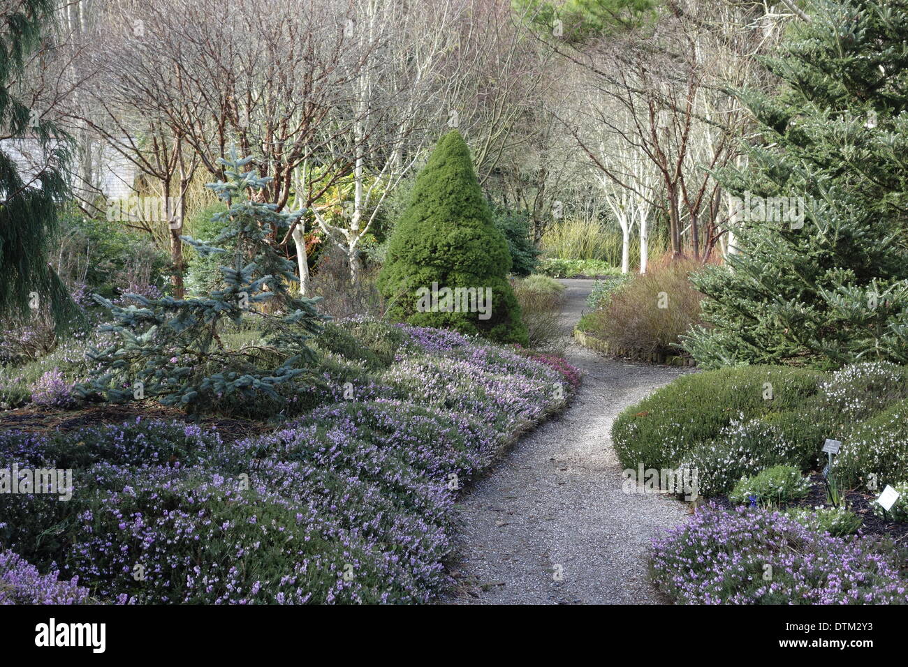 winter garden plants uk