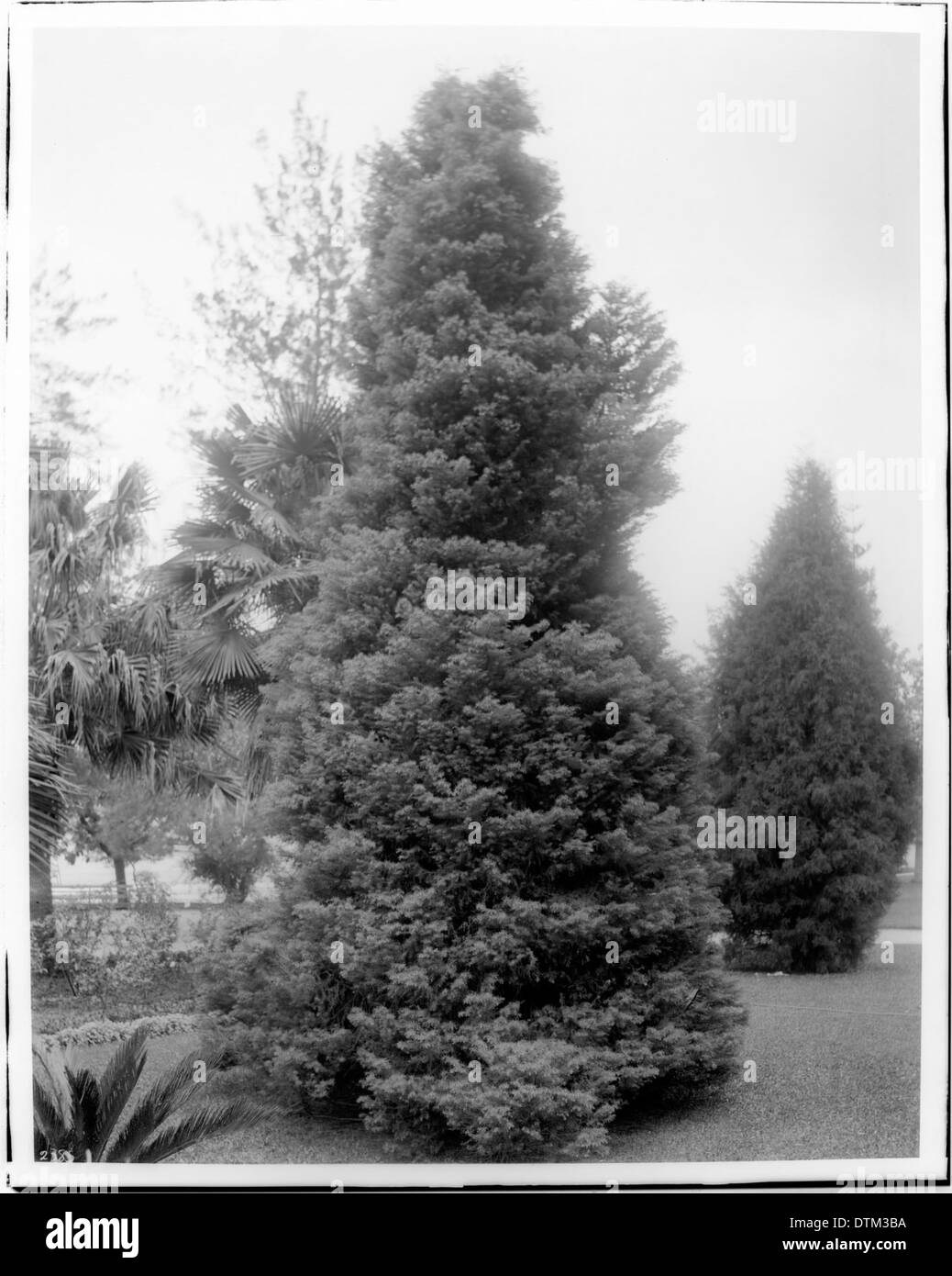 Tall pine tree (Cryptomeria Japonica var. Elegans, of Japan) in a grassy park, ca.1920 Stock Photo