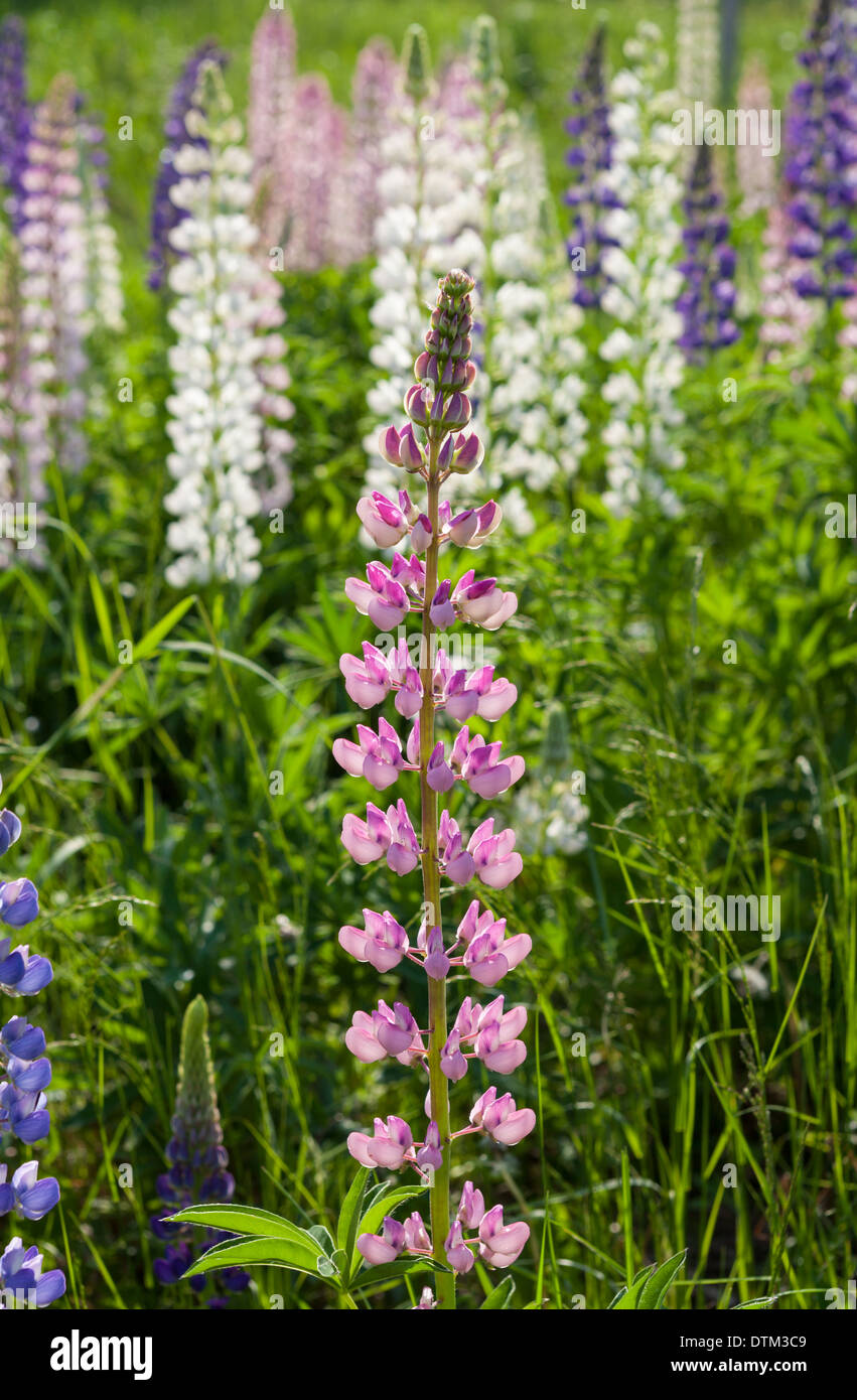 Beautiful lupine flowers in June Stock Photo Alamy