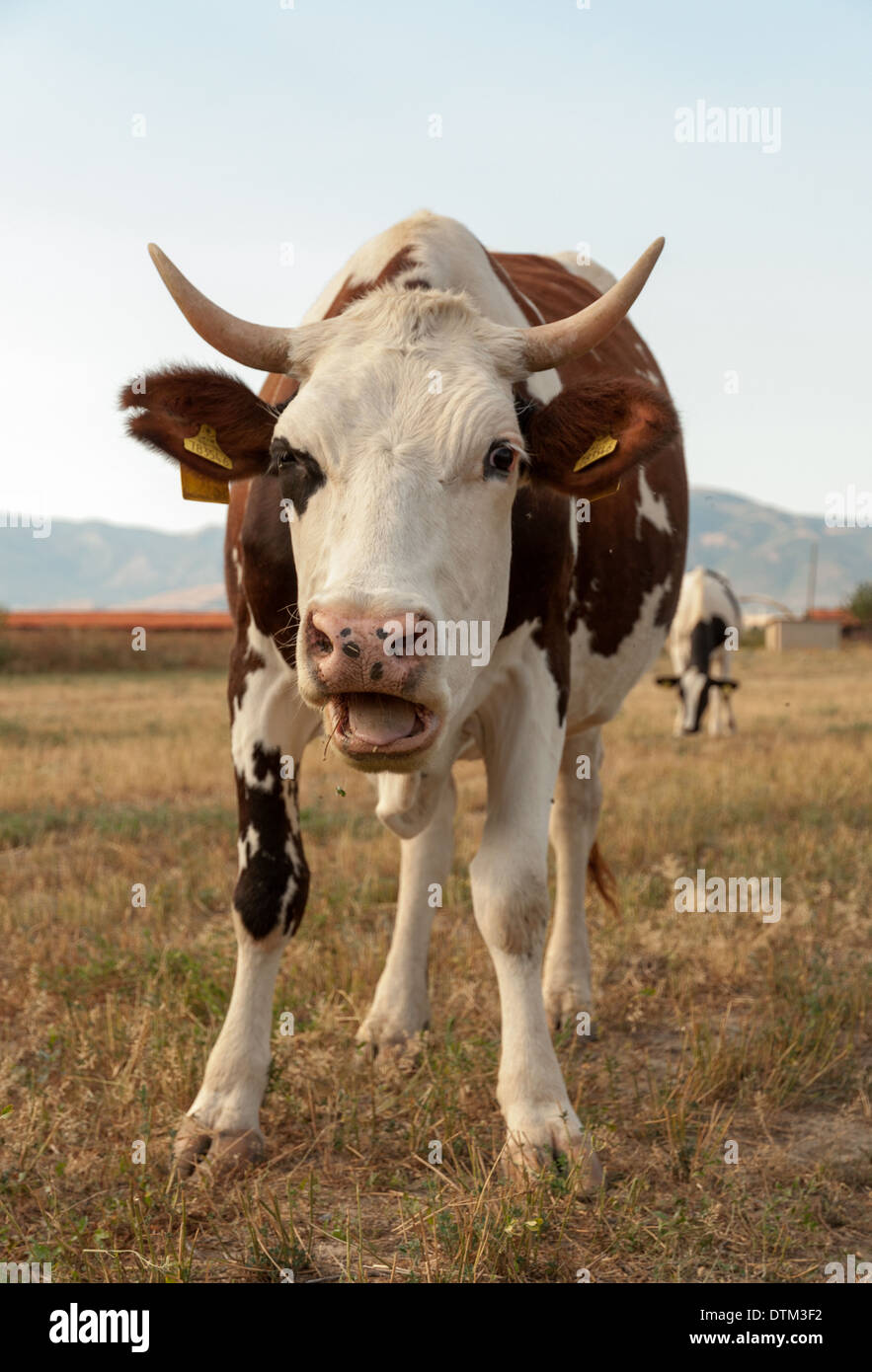 Cow grazing grassy field cattle hi-res stock photography and images - Alamy