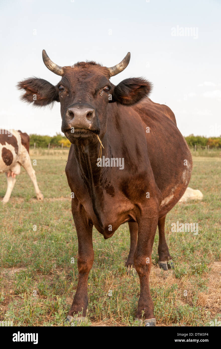 Cow grazing grassy field cattle hi-res stock photography and images - Alamy