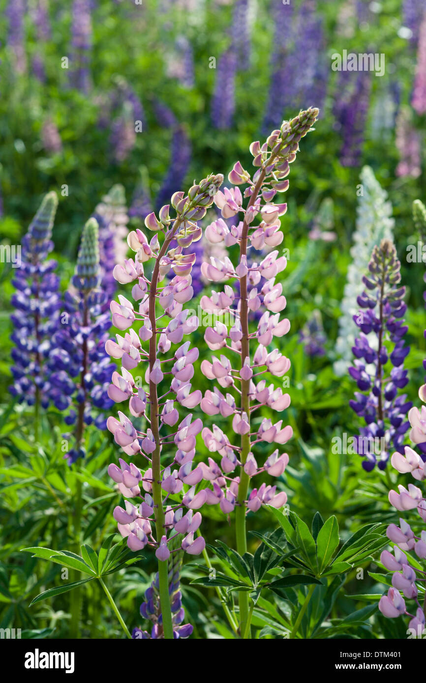 Beautiful lupine flowers in June Stock Photo 66825025 Alamy
