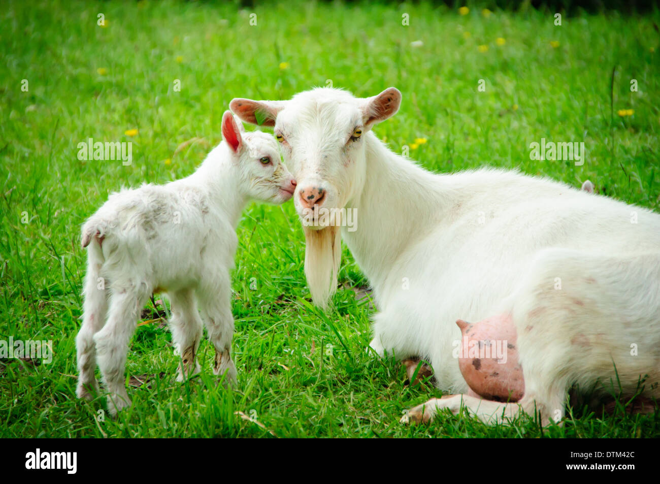 Full goat udder hi-res stock photography and images - Alamy