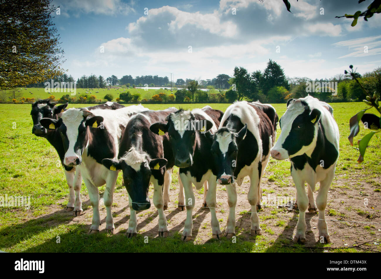 Close up of herd of cows against background of green fields and sunny landscape Stock Photo