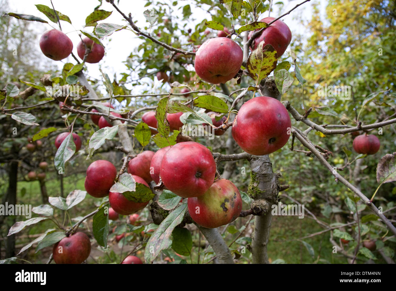 Bright red 'Idared' apples with (some blemishes) on a small apple tree in late summer. Stock Photo