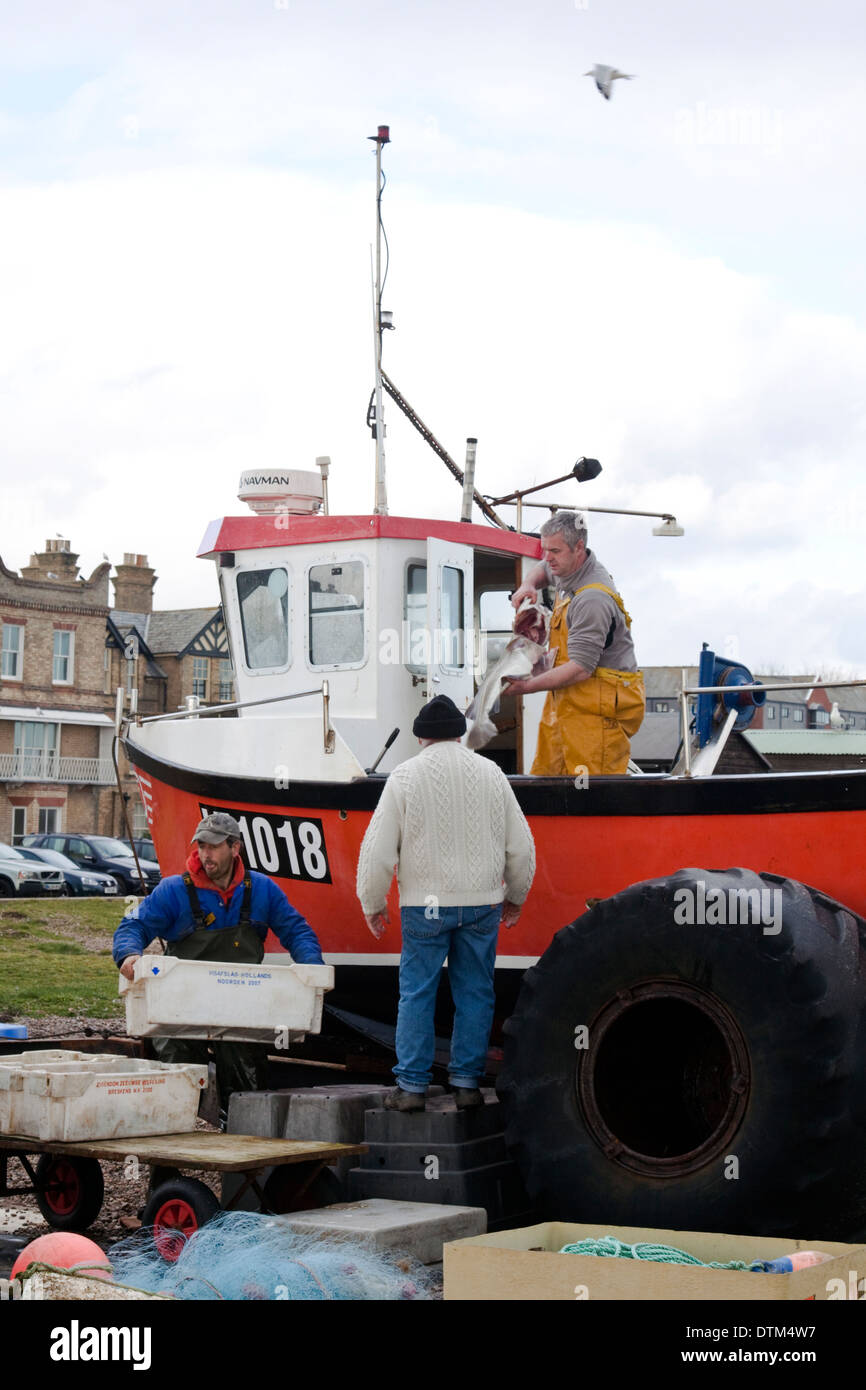Unloading the catch from Aldeburgh fishing boat. Nice size cod and some skate have been caught. Stock Photo