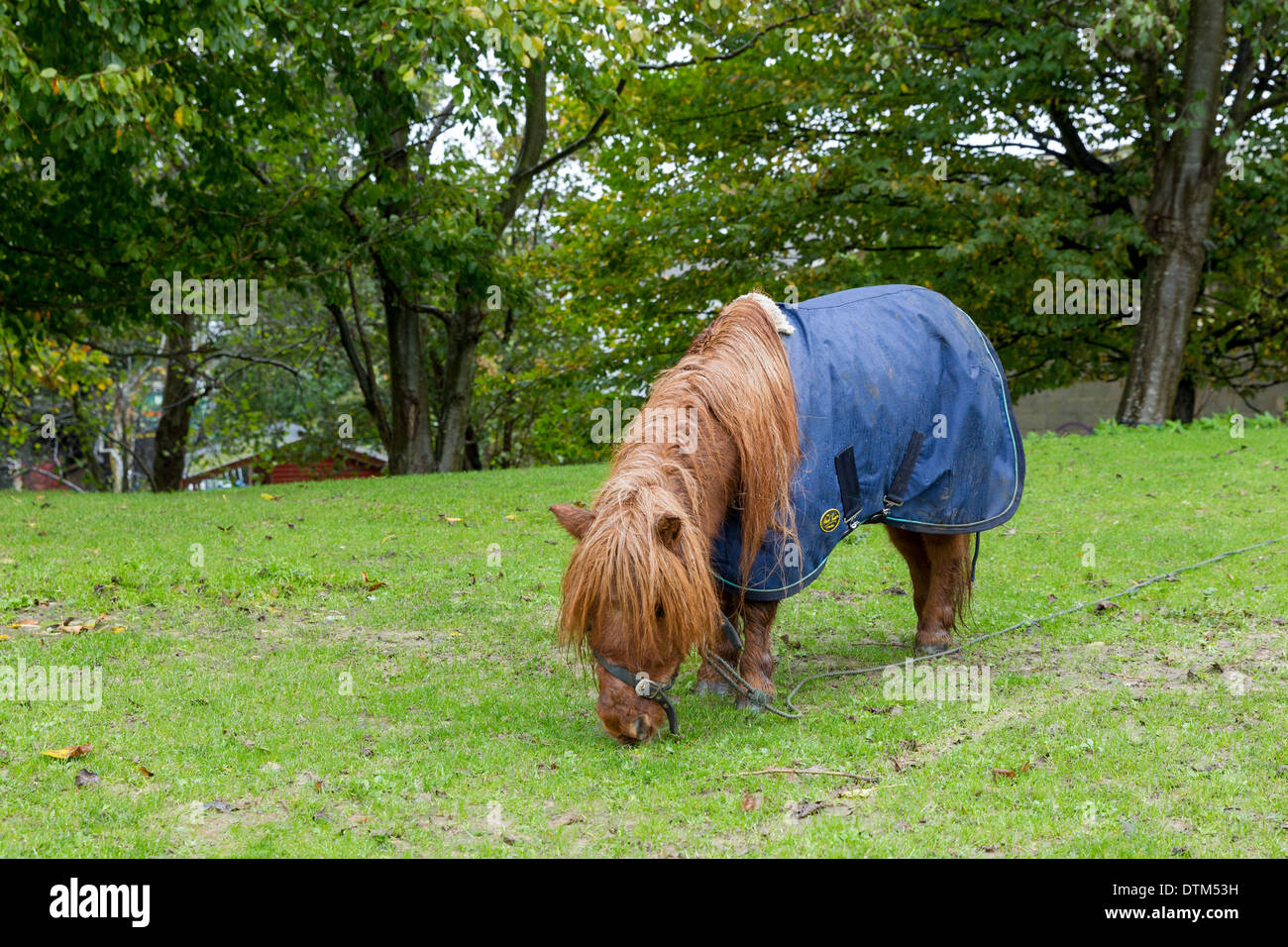 Small miniature pony horse eating grass Stock Photo