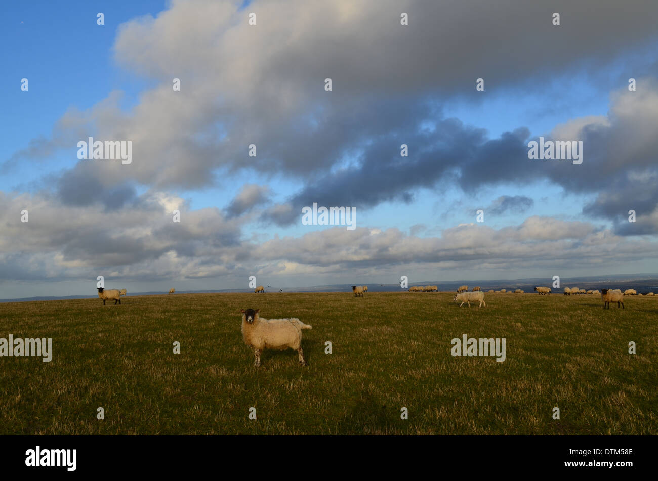Sheep on Firle Beacon Sussex England. Stock Photo
