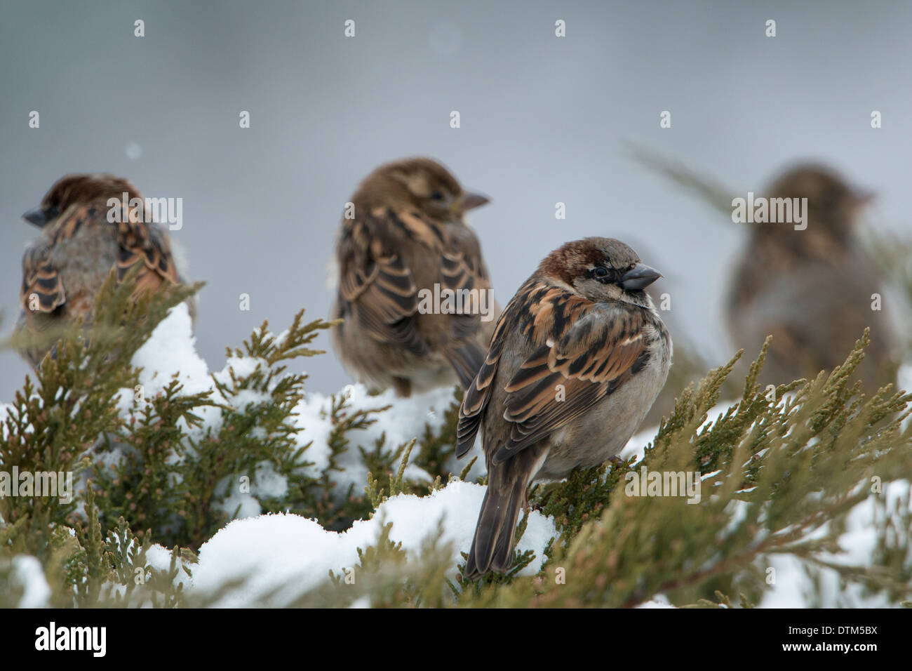Group of House Sparrows (Passer domesticus), Missoula, Montana Stock
