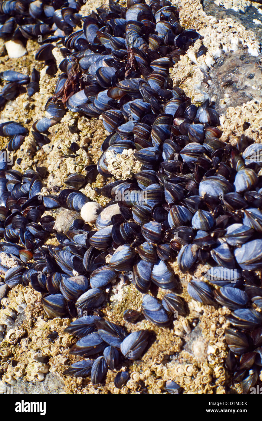 South uist beach hires stock photography and images Alamy