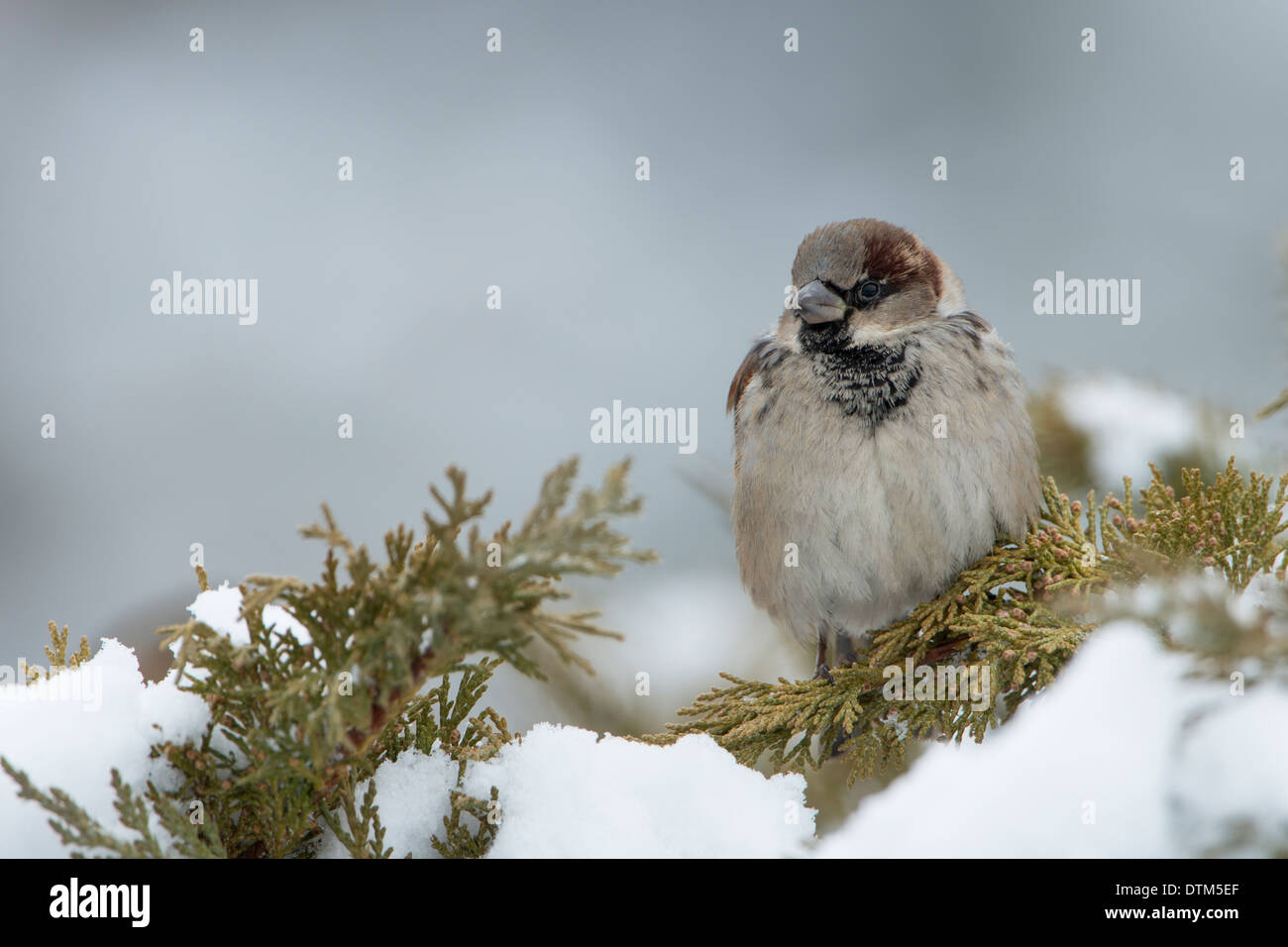 House Sparrow (Passer domesticus), Missoula, Montana Stock Photo