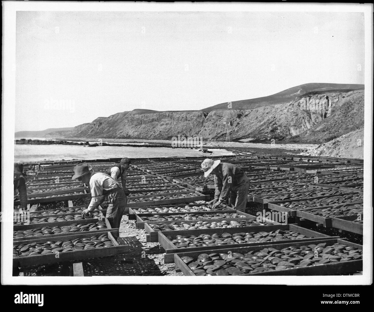 Drying Shells A photograph of workers drying abalone shells in the sun in Southern ...