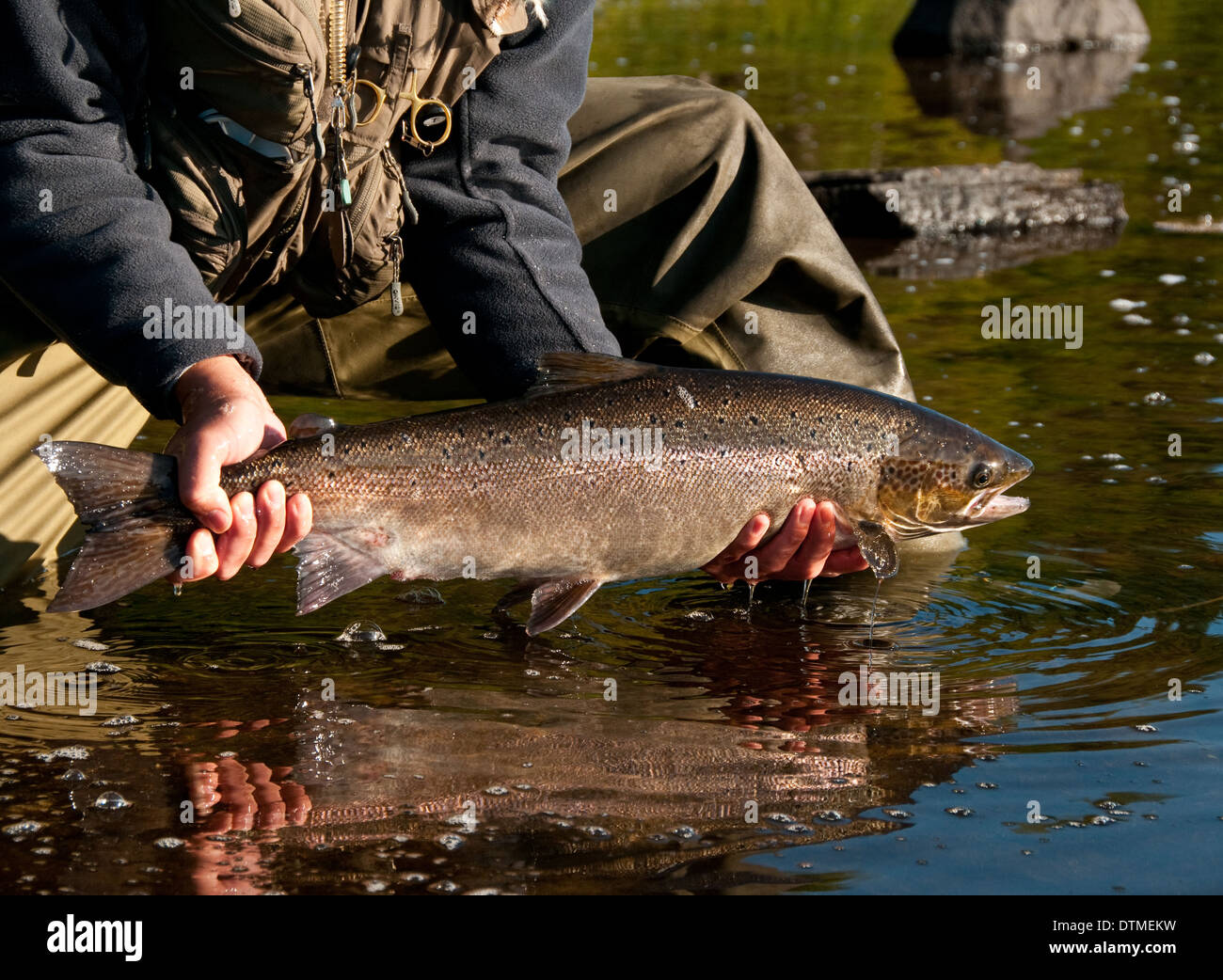 Fisherman catching  Atlantic Salmon on the Miramichi River, New Brunswick, Canada Stock Photo