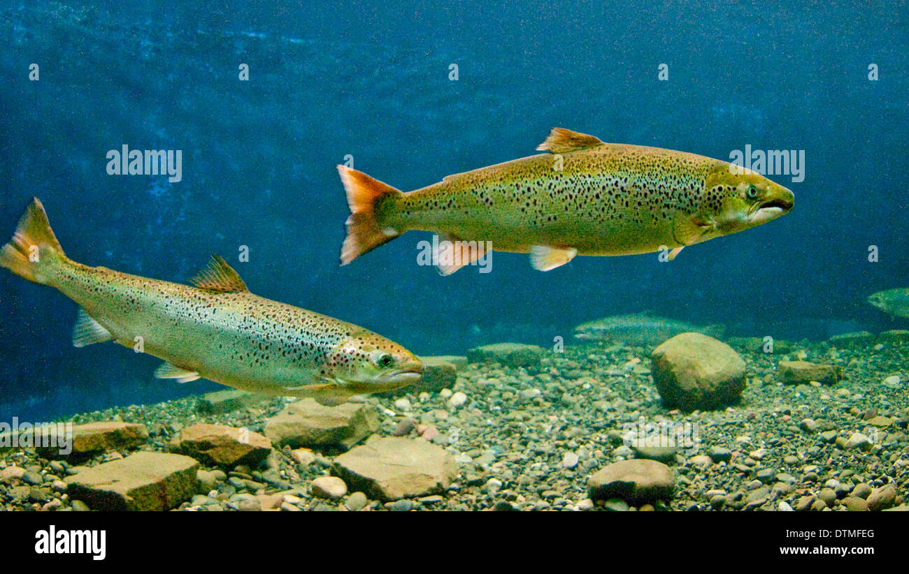 Atlantic Salmon Swimming, Doaktown Atlantic Salmon Museum aquarium. New Brunswick,Canada Stock Photo