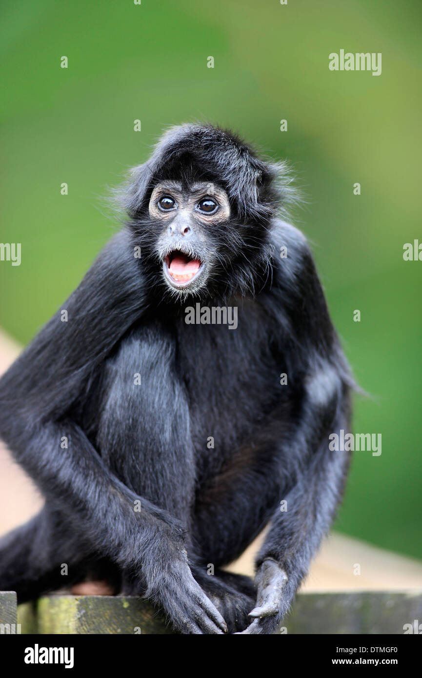 Black-Headed Spider Monkey / (Ateles fusciceps robustus) Stock Photo
