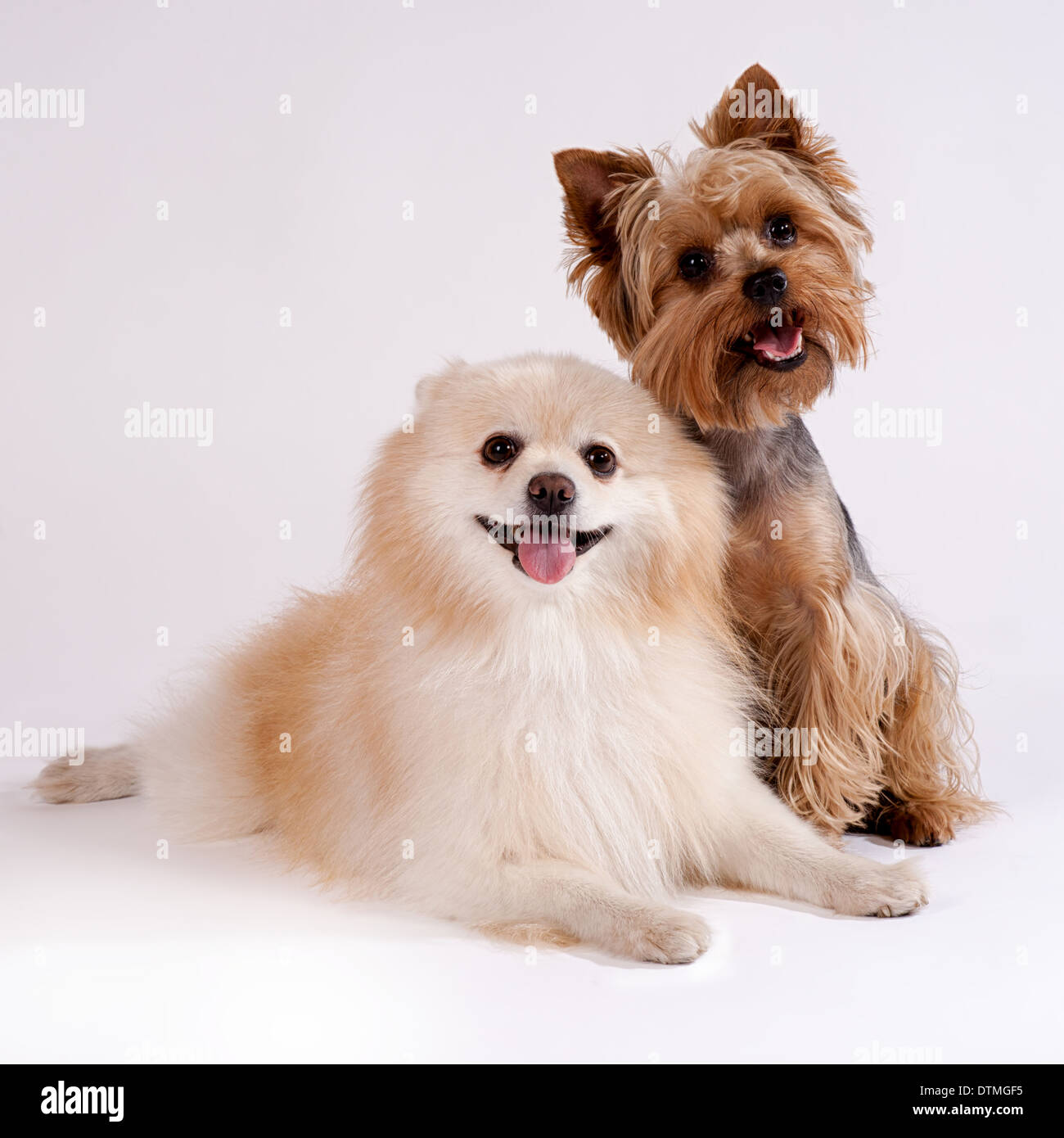 Two small dogs on a white background. Yorkshire Terrier and Spitz. Stock Photo