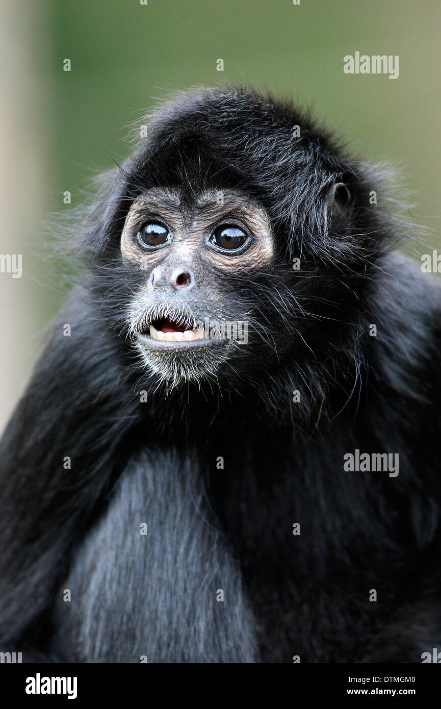 Black-Headed Spider Monkey / (Ateles fusciceps robustus) Stock Photo