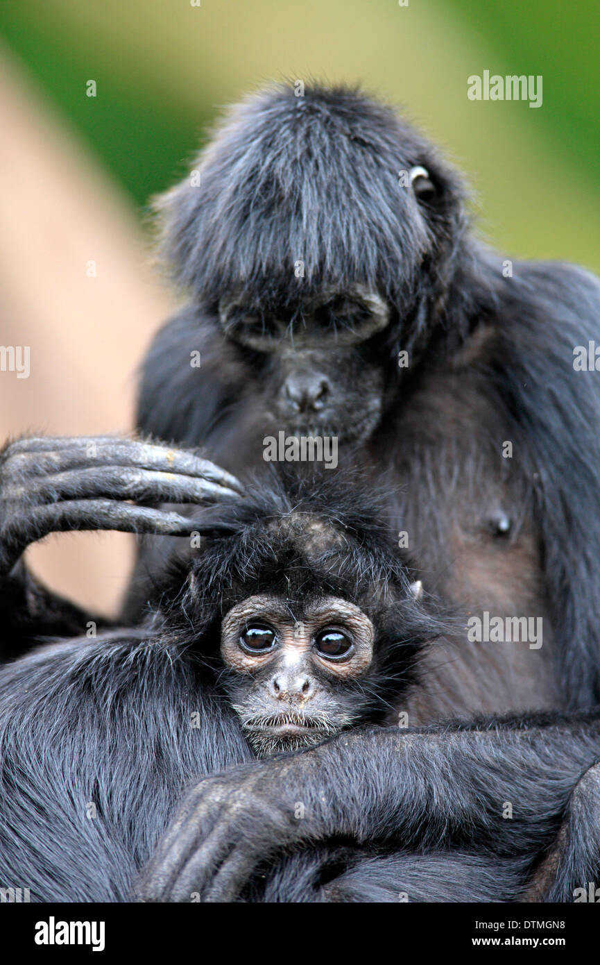 Black-Headed Spider Monkey, female with young / (Ateles fusciceps robustus) Stock Photo