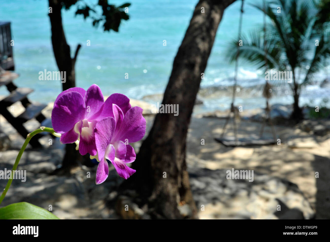 Orchid flower beach scene at Ao Thian on Koh Samet island, Thailand. Stock Photo