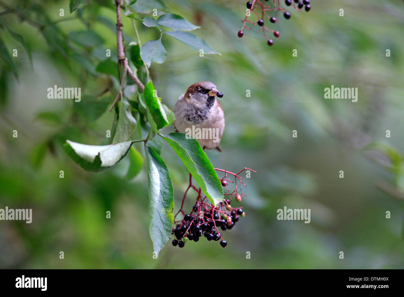 House Sparrow, male, Germany, Europe / (Passer domesticus) Stock Photo