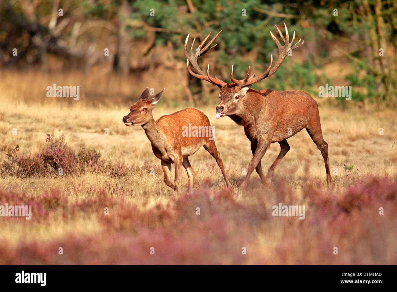 Male And Female Deer High Resolution Stock Photography and Images Alamy