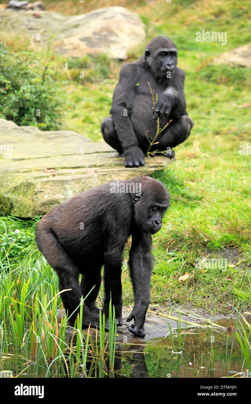 Lowland Gorilla, subadult at water, Africa / (Gorilla gorilla gorilla) Stock Photo